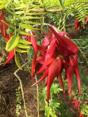 Clianthus