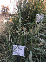 Arrhenatherum elatius bulbosum