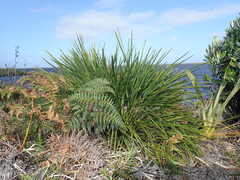 Aciphylla traversii