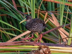 Pardirallus maculatus