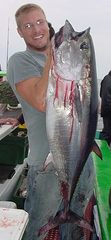 Thunnus thynnus