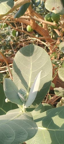 giant milkweed