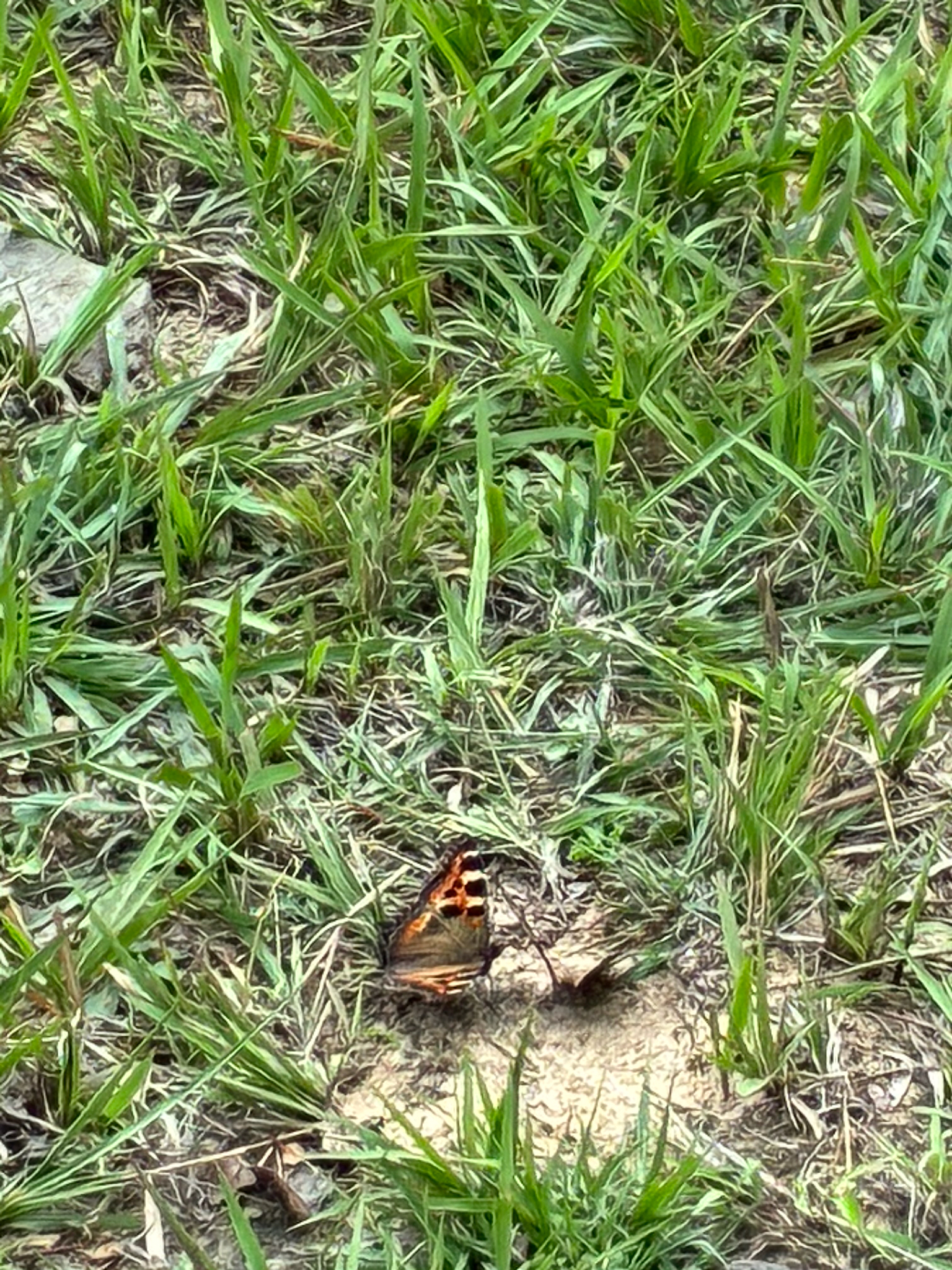 Indian Tortoiseshell