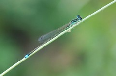 Ischnura asiatica