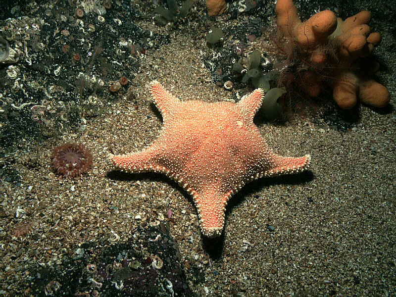 Hippasteria phrygiana (North Atlantic Echinoderms) · iNaturalist