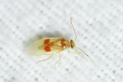 Tropidosteptes