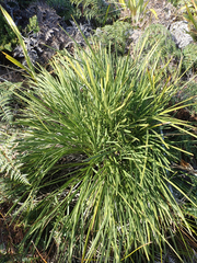 Aciphylla traversii