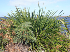 Aciphylla traversii