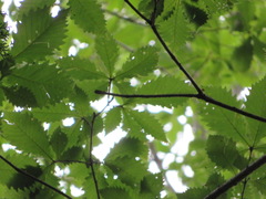 Quercus crispula