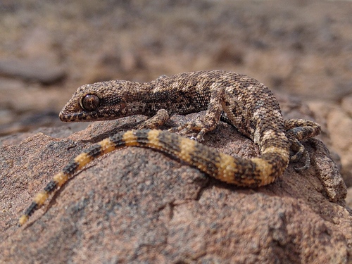 Tropiocolotes algericus Loveridge, 1947