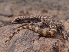 Algerian Sand Gecko photo 1