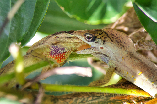 Puerto Rican Bush Anole
