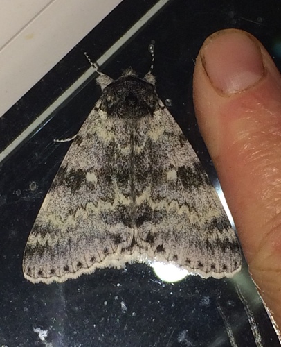 White Underwing