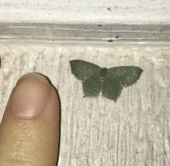 Chloropteryx tepperaria