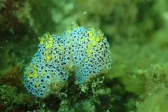 Botrylloides magnicoecus