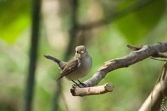 Ficedula