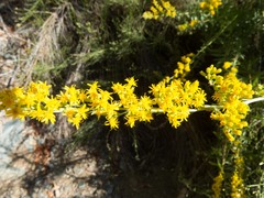 Solidago velutina sparsiflora