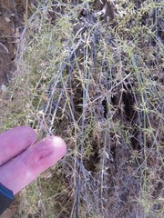 Galium microphyllum