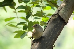 Ficedula