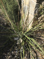 Hesperaloe nocturna