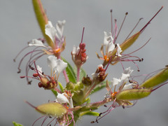 Polanisia dodecandra trachysperma