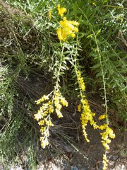 Solidago velutina sparsiflora