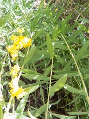 Solidago velutina sparsiflora