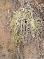 Galium microphyllum