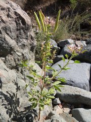 Polanisia dodecandra trachysperma