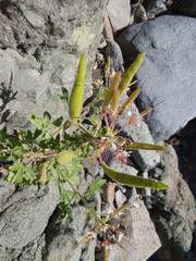Polanisia dodecandra trachysperma
