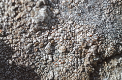 Immersaria athroocarpa