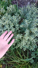 Veronica glaucophylla