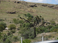 Yucca decipiens