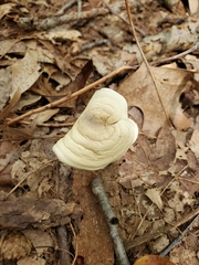 Clitocella popinalis