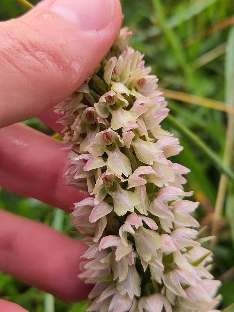 Dactylorhiza × mixta