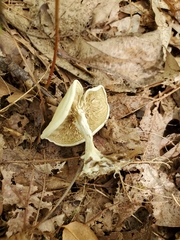 Clitocella popinalis