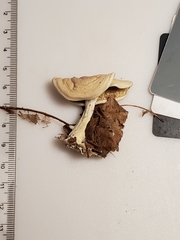 Clitocella popinalis