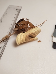 Clitocella popinalis