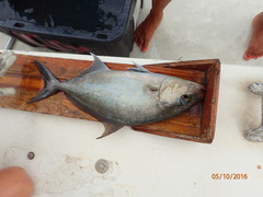 Seriola rivoliana