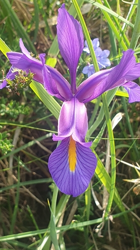 Yellowbeard Iris (Iris boissieri)
