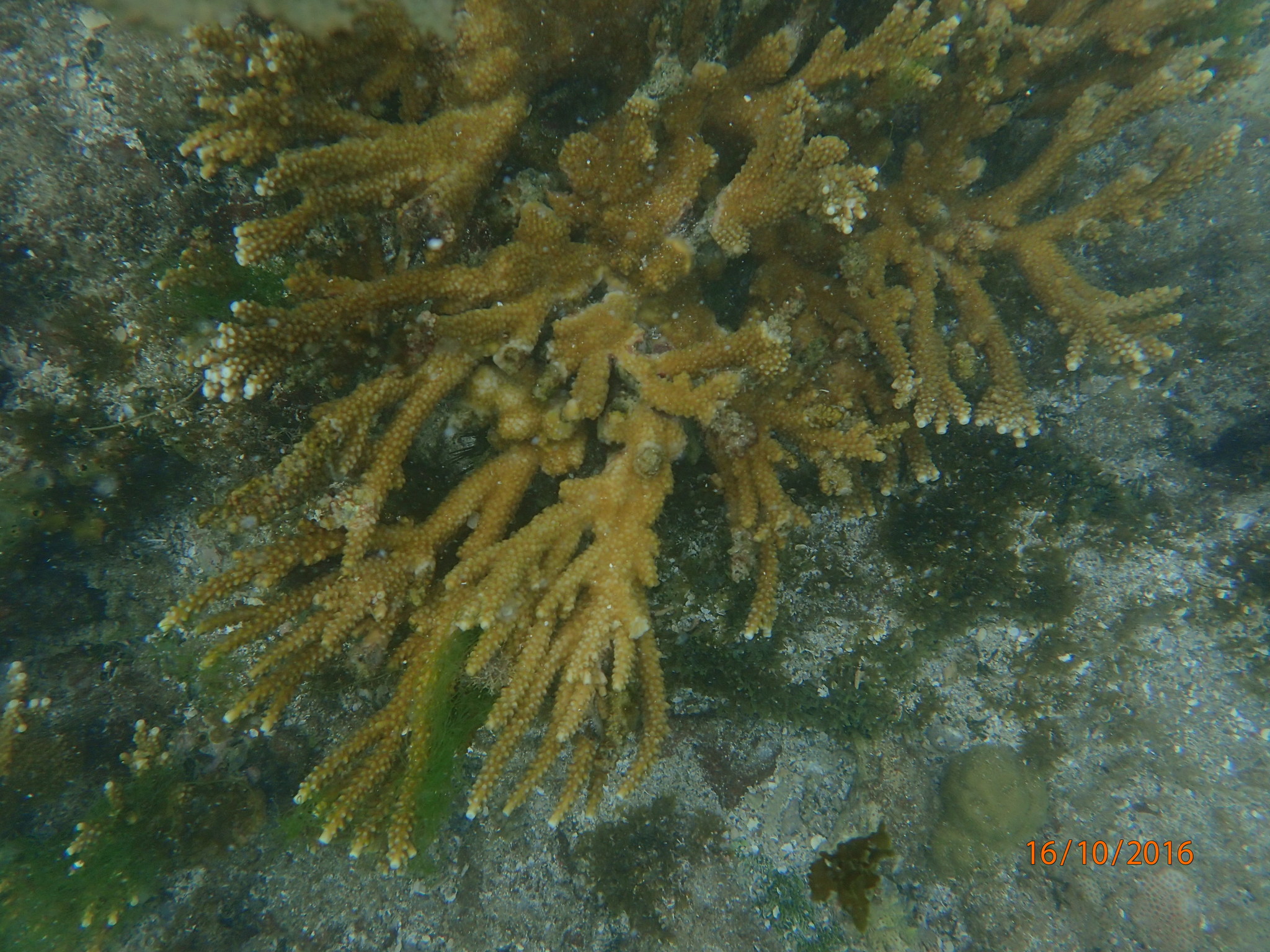 Acropora Cervicornis - Staghorn Coral #01101 – RocknReefs Inc.