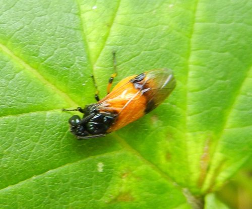 Bramble Sawfly photo 2