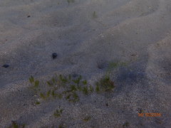 Halophila ovalis