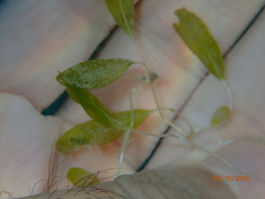 Halophila ovalis