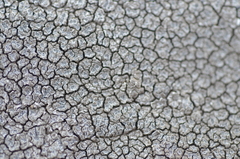 Immersaria athroocarpa