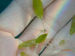 Halophila ovalis
