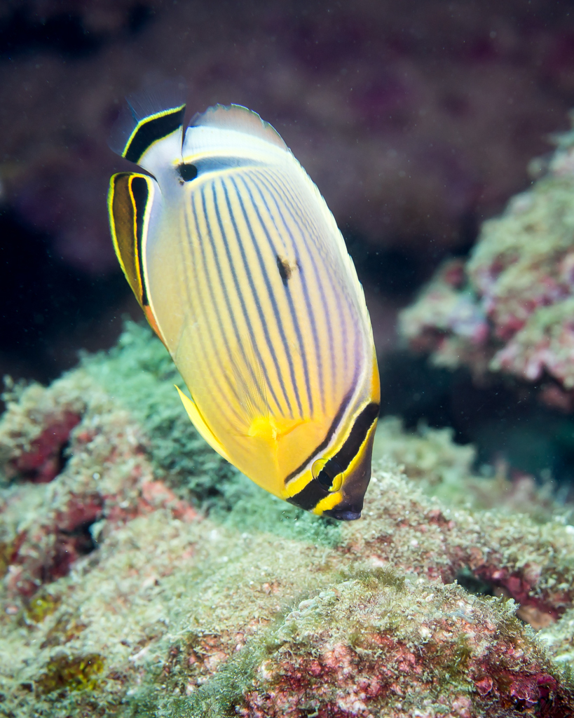 Pinstriped butterflyfish (Chaetodon lunulatus) — Chaetodontidae