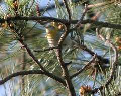 Peucedramus taeniatus