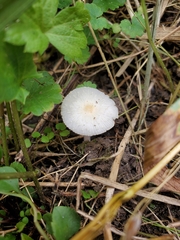 Leucocoprinus flavescens
