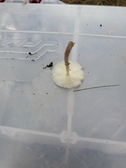 Leucocoprinus flavescens